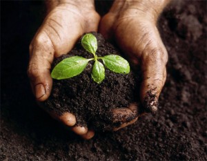 soil