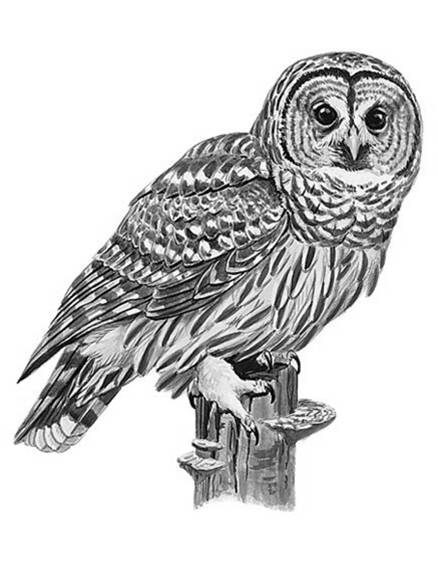 Owl